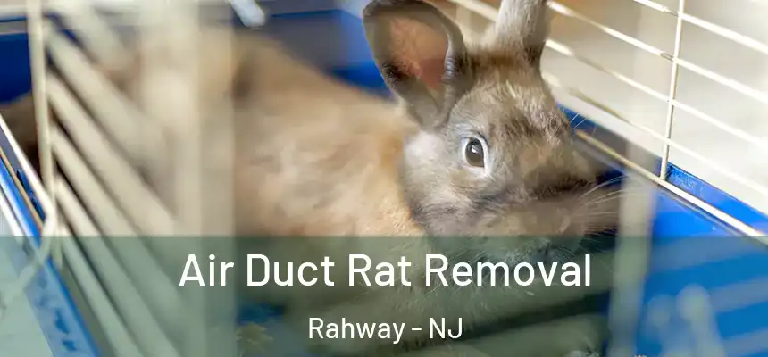  Air Duct Rat Removal Rahway - NJ